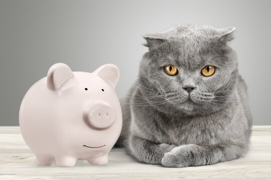 Cat looks into a piggy bank, symbol for costs for an donate animal and veterinary, insurance, retirement planning and investing