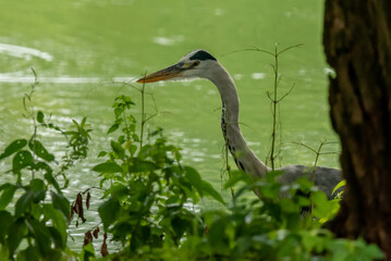 A blue heron is walking on the side of the lake to find something to eat.