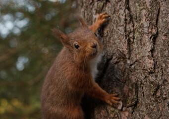 Naklejka na ściany i meble Re squirrel clinging to a tree