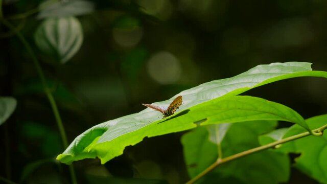 On a small tropical green leaf in the jungle of Borneo, 
a butterfly lands upside down. Wildlife and nature stock footage