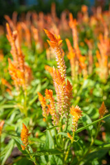 Closeup Celosia Argentea flowers in garden