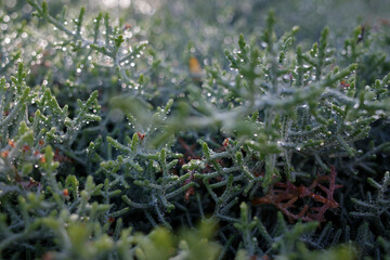 dew drops on the grass