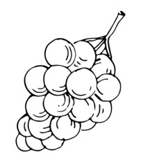 Grape ripe vegetable. Edible vegetable fruit. Hand drawing outline. Sketch isolated on a white background. Vector