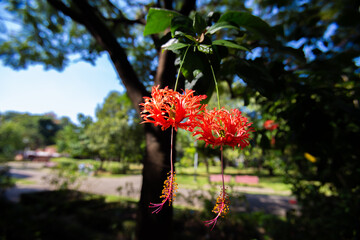 Closeup Fringed Hibiscus flowers in sunny garden