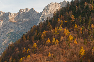 Autumn larch tree slope with mountains in background