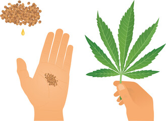 Cannabis leaf and seeds in human hands and a drop of Hemp Oil - 481558867