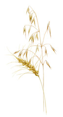 Wheat and oats are painted in watercolor and isolated on a white background. Watercolor botanical illustration.