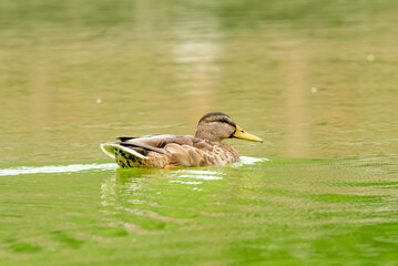 duck on the lake