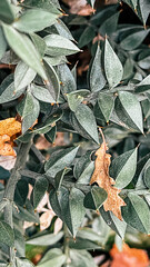 Beautiful vertical backgrounds with autumn leaves and greens. 