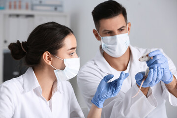 Scientists with rat in chemical laboratory. Animal testing