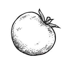 Nice tomato. Beautiful ripe vegetable in vintage engraving style. Outline sketch. Hand drawing is isolated on a white background. Vector