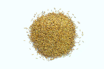 Paddy rice on white background.
