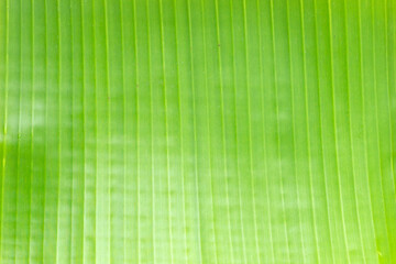 Banana green leaf for background.