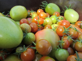 Red, orange, greenish tomatoes of different varieties and sizes.