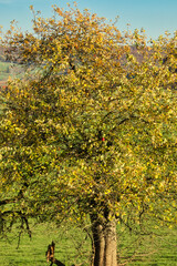 Apple tree with green, yellow and orange leaves and one red apple on a sunny fall day in rural Germany.