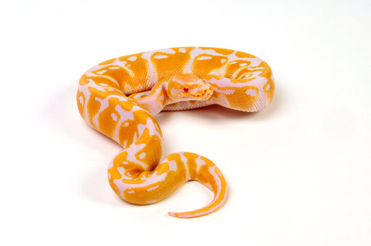 Ball python // K&ouml;nigspython (Python regius) - Albino colour-morph