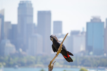Red-Tailed Black cockatoo bird on dead tree with cityscape in background. © arliftatoz2205