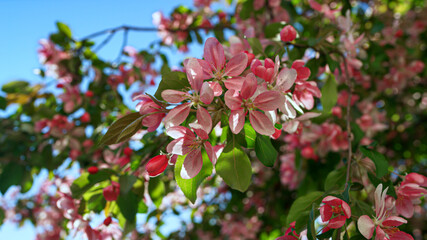 Pink cherry blossoming against blue cloudless sky among vivid green leafs.