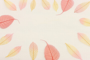 Colorful transparent and delicate skeleton leaves over wooden white background