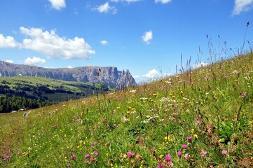 Seiseralm in den Dolomiten