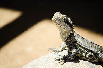 Australian Water Dragon standing and raise its head on the rock.