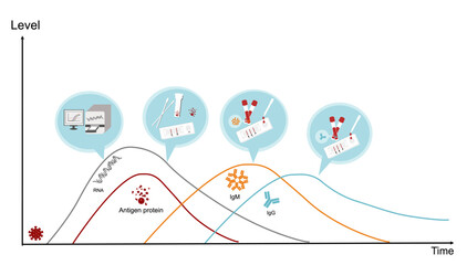 The detection timeline graph of each targets (RNA virus, Antigen protein, IgM and IgG) after COVID-19 (SARS-CoV-2) infection.