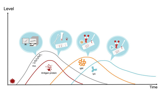 The detection timeline graph of each targets (RNA virus, Antigen protein, IgM and IgG) after COVID-19 (SARS-CoV-2) infection.