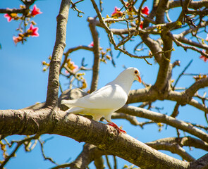 Beautiful white Imperial Pigeon bird stay alone on the tree.