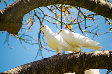 Beautiful couple white Imperial Pigeon bird stay on the tree.