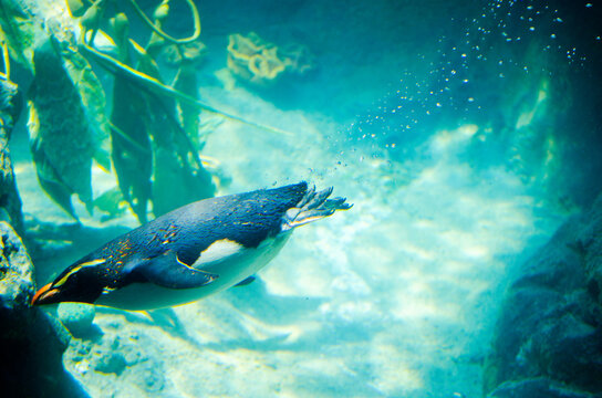 Australian little penguin swimming in water tank.