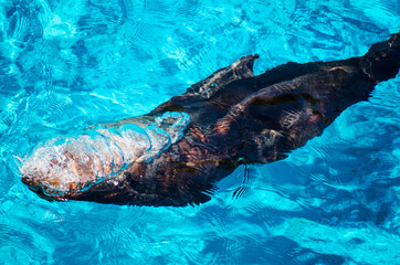 Australian sea lion swimming in a clear water pool.