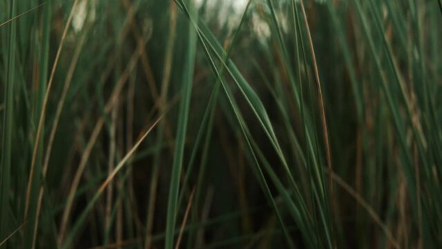 Slow Motion Close Up Ocean dune Grass in the wind Island Fan&oslash; In Denmark near the Beach And Sea