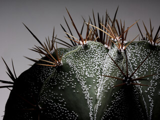 Dettaglio in primo piano di pianta grassa Astrophytum ornatum cactus