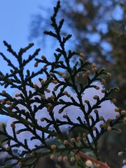 branches against sky