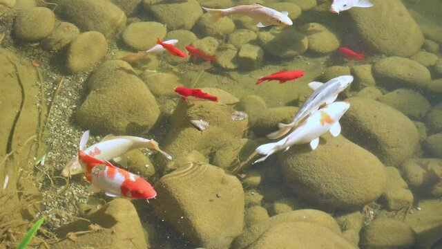 Traditional Japanese Koi swim around in Koi Pond with rocks