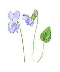 Wood violet flower with leaf isolated on white background. Watercolor hand drawing illustration. Viola Odorata element for design.