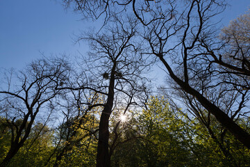 young green foliage on different types of trees