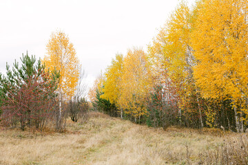 autumn road in the middle of a young forest.