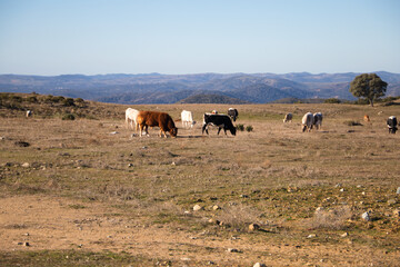 Cows in a hay field, grazing on green grass on a cow farm, a beautiful landscape of cows in the countryside in any season of the year.