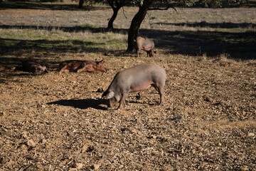 Iberian pig eating acorns under the holm oaks in the Dehesa or countryside. Concept of Iberian ham and nutrition