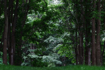 深緑の散歩道