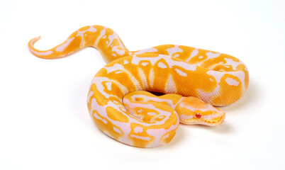 Ball python // Königspython (Python regius) - Albino 