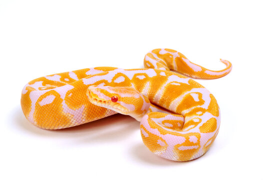 K&ouml;nigspython // Ball python (Python regius) - Albino 