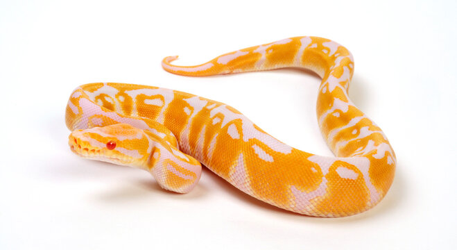 K&ouml;nigspython // Ball python (Python regius) - Albino 