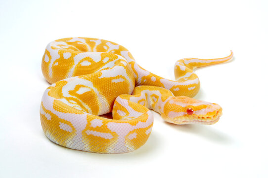 Königspython // Ball python (Python regius) - Albino 