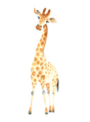 A poster with a giraffe. Watercolor giraffe animal illustration isolated in white background.