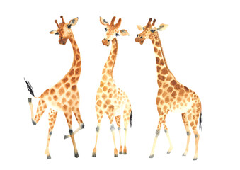 A company of funny and cute giraffes for your amazing projects. Watercolor Clipart Set isolated on white background - obrazy, fototapety, plakaty