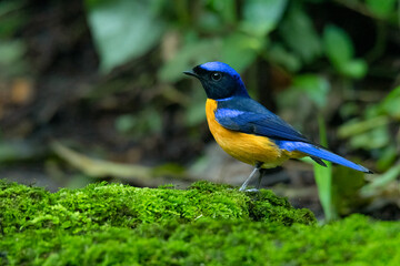 Colorful Rufous-bellied Niltava perching on tree trunk