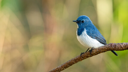 Ultramarine Flycatcher perching on a perch