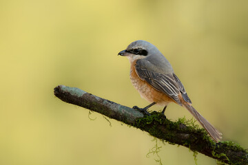 Grey-backed Shrike perching on a perch
